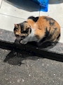 chiko