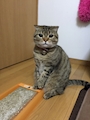 chiko
