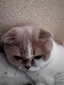 chiko
