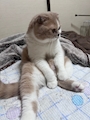 chiko