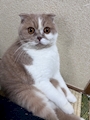chiko
