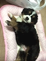 chiko