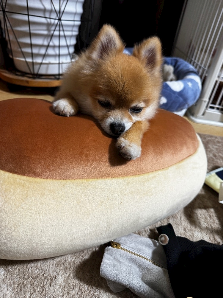 かえで