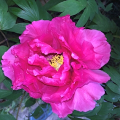 プロフィール写真2・なみ｜BAR 351・サンゴウイチ - 朝霞台/北朝霞のガールズバー