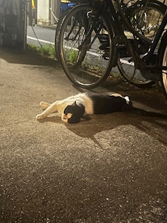 ひなた
