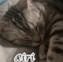 chiko