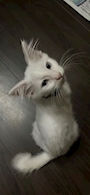 chiko