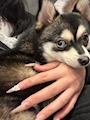 chiko