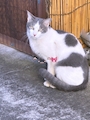 chiko