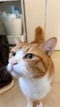 もも