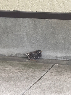 なな