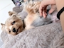 新着ブログ なっぷたーいむ💤