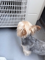 chiko