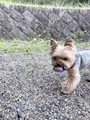 chiko