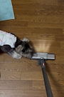 chiko
