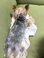 chiko