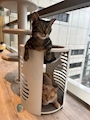 新着ブログ 🐈⬛