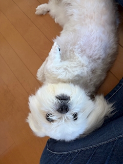 ひな