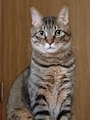 chiko