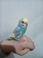 chiko