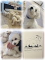 新着ブログ 🐶🐾