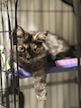 新着ブログ ねこたん日記