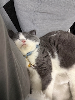 プロフィール写真1・府中Dear リリ🐈‍⬛🐾ෆ˚*｜Girls Lounge Dear・ディア - 府中のガールズバー