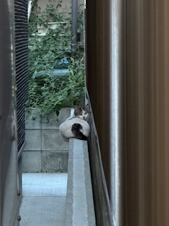 あやね