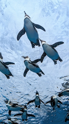 すー【ミカシータ池袋】