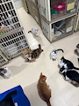 新着ブログ 🐈🐾🐈⬛🐾