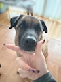 chiko