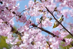 プロフィール写真2・えり｜クラブ姉姉・ネエネエ - 大泉学園のキャバクラ