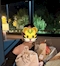 プロフィール写真5・ゆら🐯|CLUB TEAR・ティア - 川崎駅前のキャバクラ