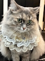 chiko