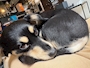 chiko