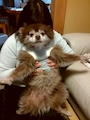 chiko