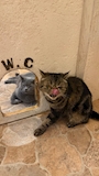 新着ブログ 犬派?猫派?ᐠ( ᐝ̱ )ᐟ