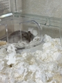 chiko