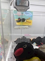 新着ブログ まさかの一発ゲット🐧