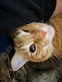 chiko