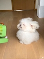 chiko