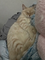 熟女クラブ しらゆり