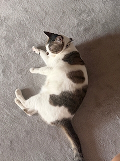 ここ