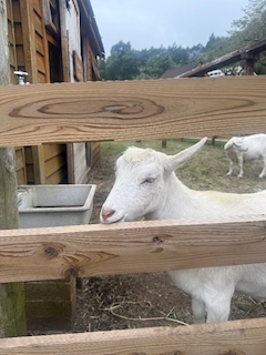 まな「.*･ﾟ☔.ﾟ」