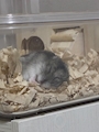 chiko