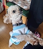 新着ブログ 帰る頻度が上がっています⤴︎︎︎⤴︎︎︎実家の犬に忘れられないように必死です🐶