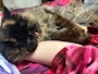 FLASH