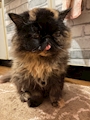 chiko