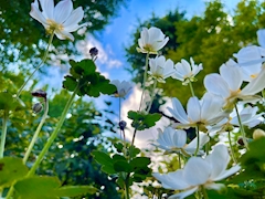 プロフィール写真5・ももこ|Cafe Kyaba 采・カフェキャバ サイ - 本八幡の朝・昼キャバ