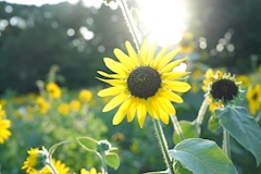 プロフィール写真4・ももこ|Cafe Kyaba 采・カフェキャバ サイ - 本八幡の朝・昼キャバ